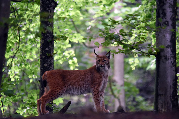 Nr. 6311 / 2015 / Tierpark Langenberg / 6016 x 4016 / JPG-Datei 