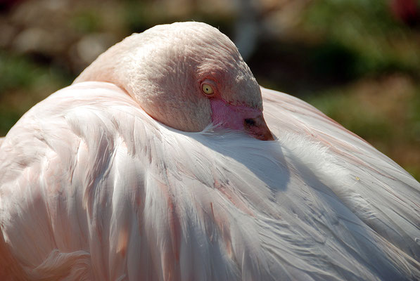 Nr. 6068 / 24.03.2012 / Basler Zoo / 3872 x 2592 / JPG-Datei 