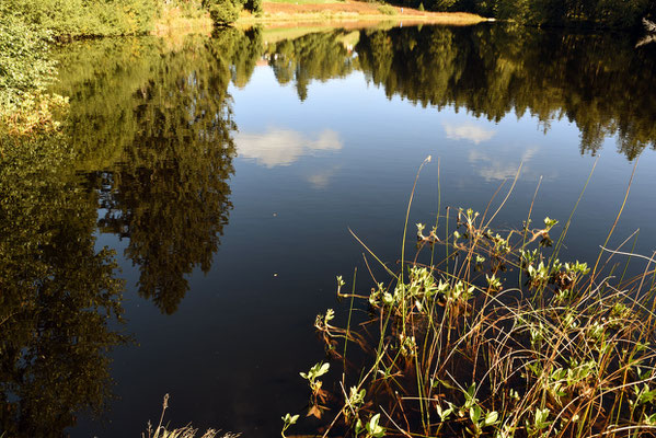 Nr. 314 / 2019 / Etang de la Gruère / 6016 x 4000 / JPG Datei