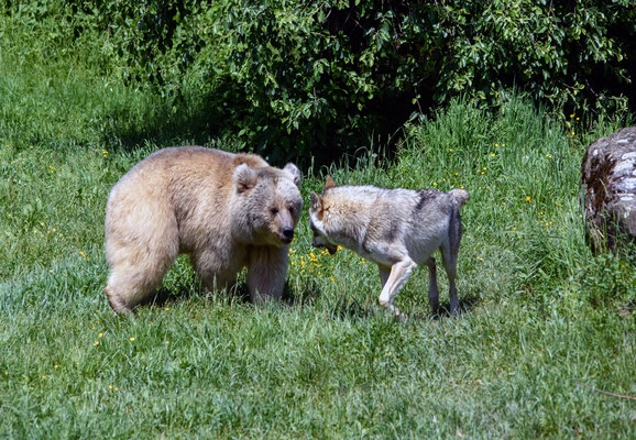 Woche 39 / Tierpark Arth-Goldau