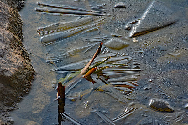 5149 / Woche 49 / Eis in einem Weiher bei Brütten