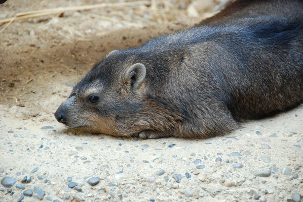 Nr. 6060 / 24.03.2012 / Basler Zoo / 3872 x 2592 / JPG-Datei 