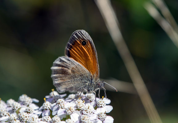 Woche 31 / Kleines Wiesenvögelchen