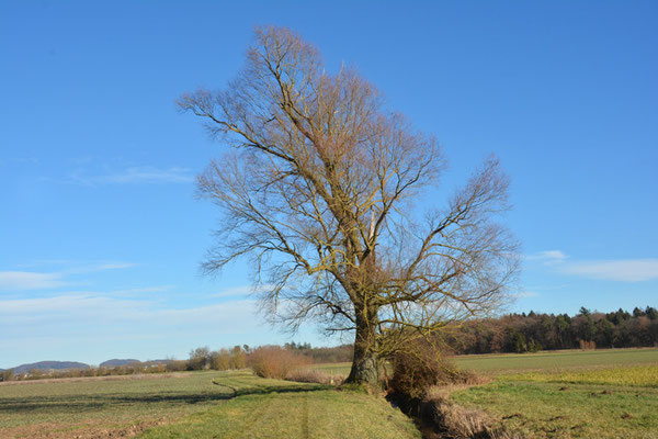 Nr. 5007 / Woche 7 / Wasterkingen, Silberweide, Blick Richtung Ost / 6000 x 4000 / JPG-Datei 