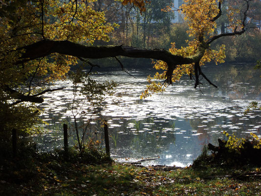 Nr. 268 / 30.10.2011 / Halbinsel Au, Wädenswil, Ausee, Blick Richtung Süden -West / 4000 x 3000 / JPG Datei