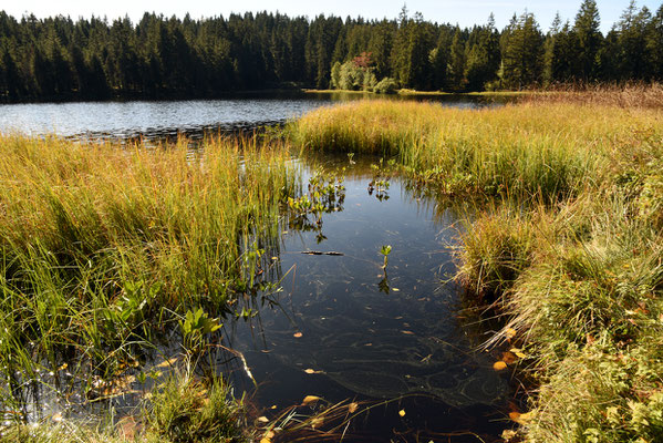 Nr. 309 / 2019 / Etang de la Gruère / 6016 x 4000 / JPG Datei