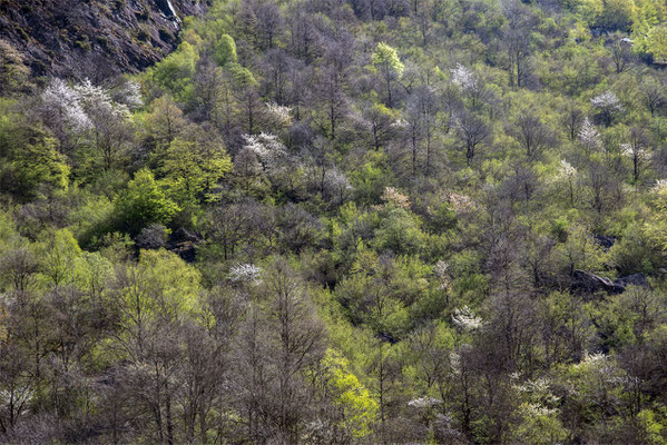 Woche 18, Frühlingserwachen im Wald