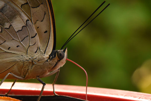 5348 / Wochenbild, Schmetterling im Papiliorama bei Kerzers