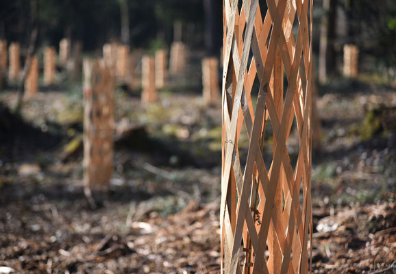 Woche 7 / Pflanzenschutz im Wald