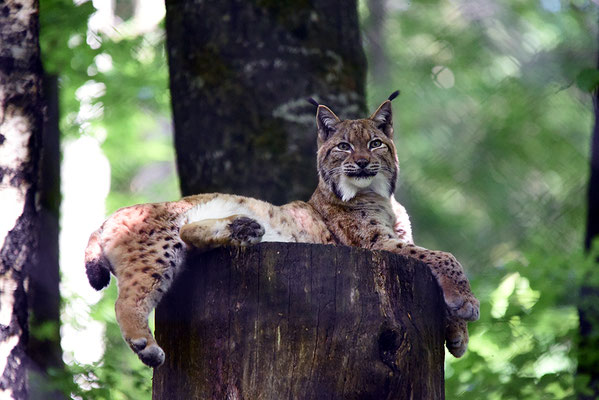 Nr. 6313 / 2015 / Tierpark Langenberg / 6016 x 4016 / JPG-Datei 