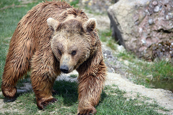 Nr. 6215 / 2016 / Tierpark Arth-Goldau / 6016 x 4016 / JPG-Datei 