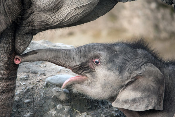 2020 Woche 9, Zürich-Zoo, dass 2 Wochen alte Elefantenbaby Umesh