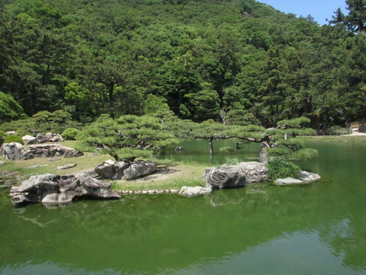 涵翠池の松