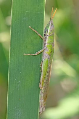 Tropidopola graeca
