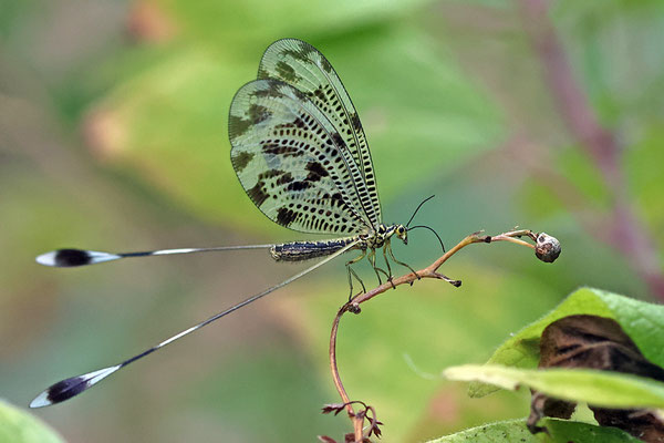 Nemoptera coa - Griechischer Fadenhaft (seitlich)