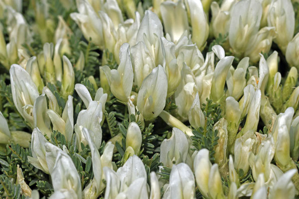 Astragalus angustifolius subsp. erinaceus (Blüten)