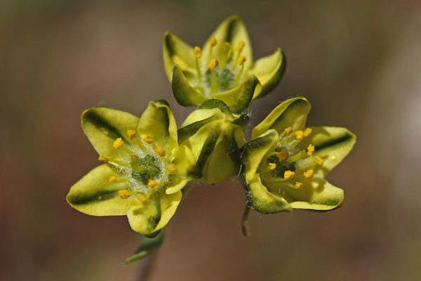 Haplophyllum boissieranum
