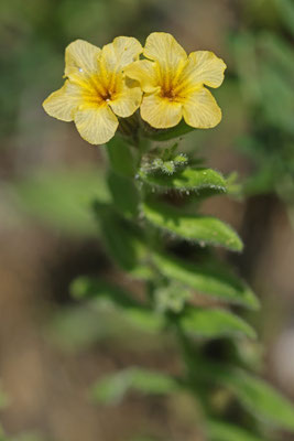 Alkanna cf. graeca subsp. graeca