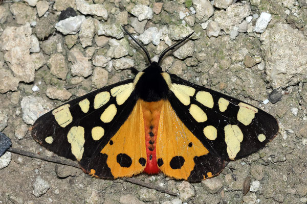 Arctia villica - Schwarzer Bär