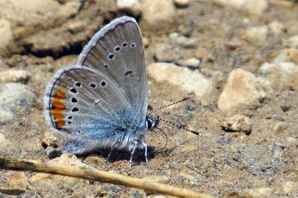 Cyaniris semiargus ssp. helena