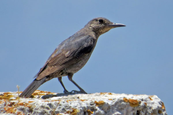 Monticola solitarius - Blaumerle