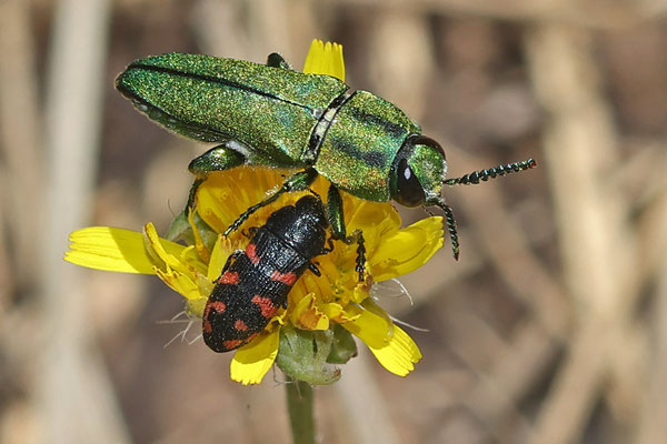 Anthaxia hungarica (w) und Acmaeodera quadrizonata (unten)