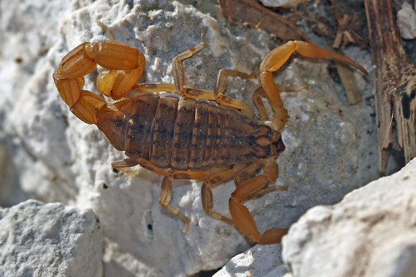 Aegaeobuthus gibbosus - Türkischer Dickschwanzskorpion