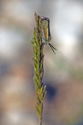 Brachodes tristis