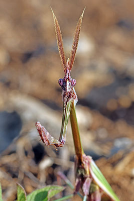 Empusa fasciata - Ostmediterrane Hauben-Fangschrecke
