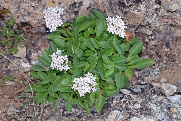 Valeriana olenaea