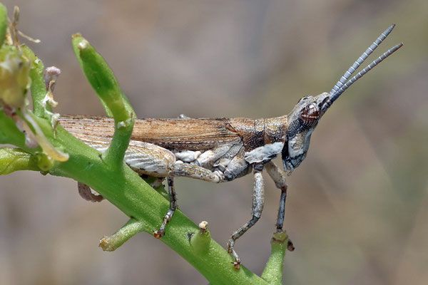 Pyrgomorpha conica - Kegelkopfschrecke
