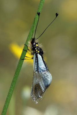 Libelloides lacteus - Weißer Schmetterlingshaft