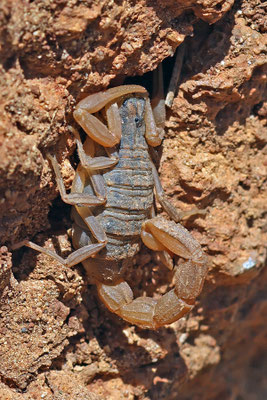 Aegaeobuthus gibbosus - Türkischer Dickschwanzskorpion