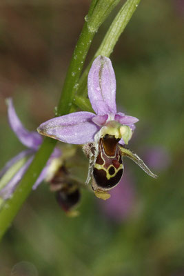 Ophrys oestrifera 
