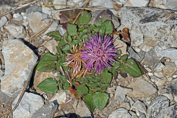 Centaurea raphanina subsp. mixta (Habitus)