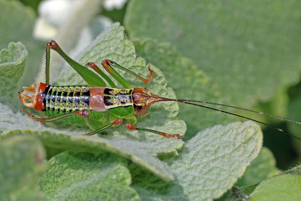Metaplastes oertzeni