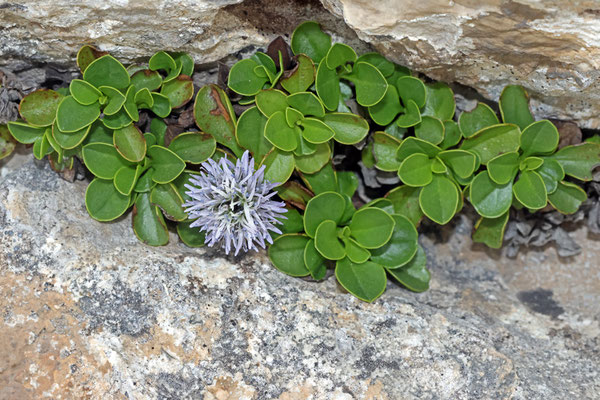 Globularia stygia
