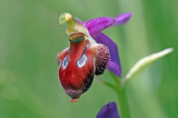 Ophrys delphinensis - Delphi-Ragwurz
