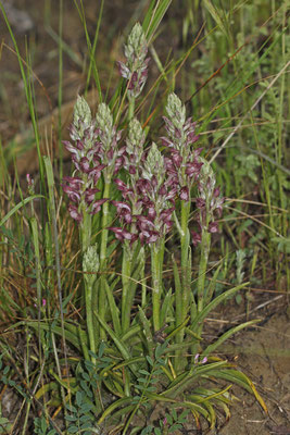 Orchis coriophora - Wanzen-Knabenkraut 