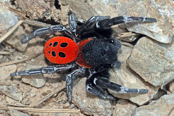 Eresus walckenaeri - Griechische Röhrenspinne (OS)