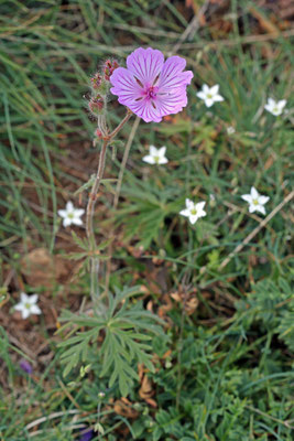 Geranium macrostylum - Großgriffeliger Storchschnabel
