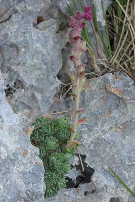 Saxifraga sempervivum