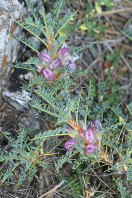 Astragalus cylleneus