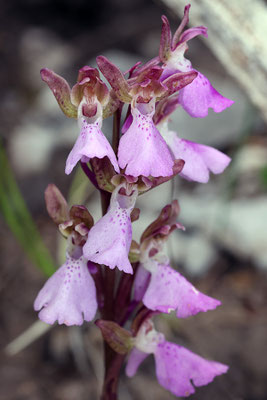 Orchis spitzelii - Spitzels Knabenkraut