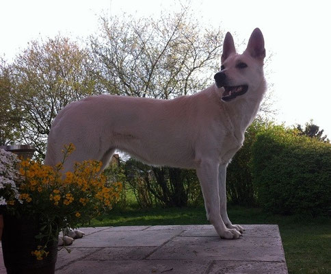 Gentle Gwen of the white Miracle