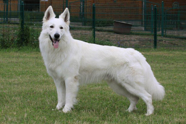 Legend of White Balou, Sohn von unserer Gladys und unserem Zeus