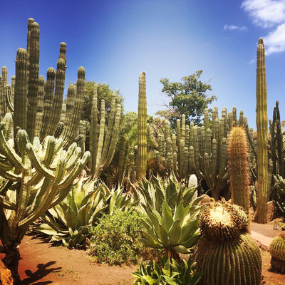 Kakteen-Garten auf Gran Canaria