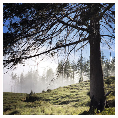 Wandern auf der Insel Madeira auf dem Berg im Nebel in den Wolken in der Natur