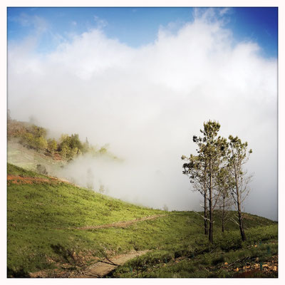 Wandern auf der Insel Madeira auf dem Berg im Nebel in den Wolken in der Natur