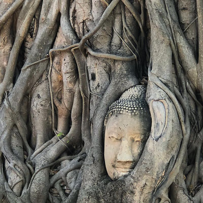 Im sogenannten Geschichtspark  besuchten wir den berühmten "Buddha im Baum". Im Zuge der Enthauptung aller Buddha-Statuen durch die burmesischen Truppen gelang es damals, einen wertvollen Steinbuddha zu retten, indem er vergraben wurde. 